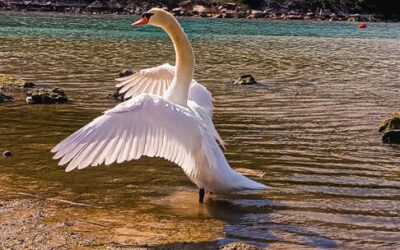 Fotografija mjeseca – ožujak 2026.